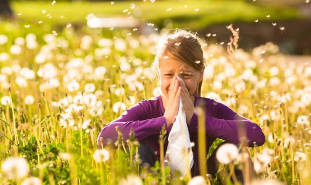 nipping hayfever در جوانه: این گیاهانی هستند که در صورت داشتن آلرژی گرده باید از آنها جلوگیری کنید nipping hayfever در جوانه: این گیاهانی هستند که در صورت داشتن آلرژی گرده باید از آنها جلوگیری کنید
