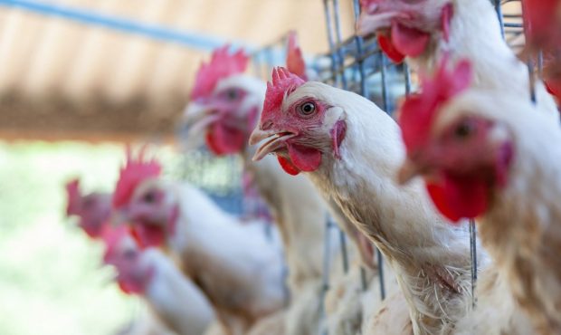 آیا اروپا به اندازه کافی کار می کند تا برای تهدید احتمالی آنفولانزای پرنده برای انسان آماده شود؟