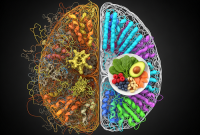 پیری پروتئین‌های مغز رو به هم می‌ریزه؛ اما رژیم غذایی می‌تونه بخشی از این وضعیت رو برگردونه